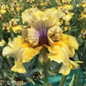 383_secret_rites_jardin_jardindesiris