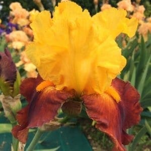 385_circus_world_irisjardin_jardindesiris