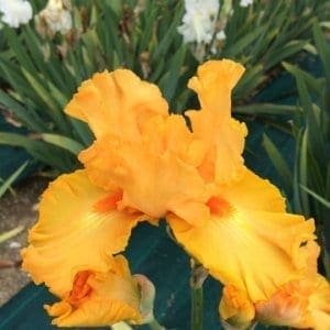 388_orange_splash_irisjardin_jardindesiris