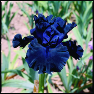 389_fade_to_black_LS2251_irisjardin_jardindesiris