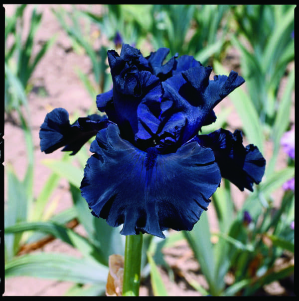 389_fade_to_black_LS2251_irisjardin_jardindesiris