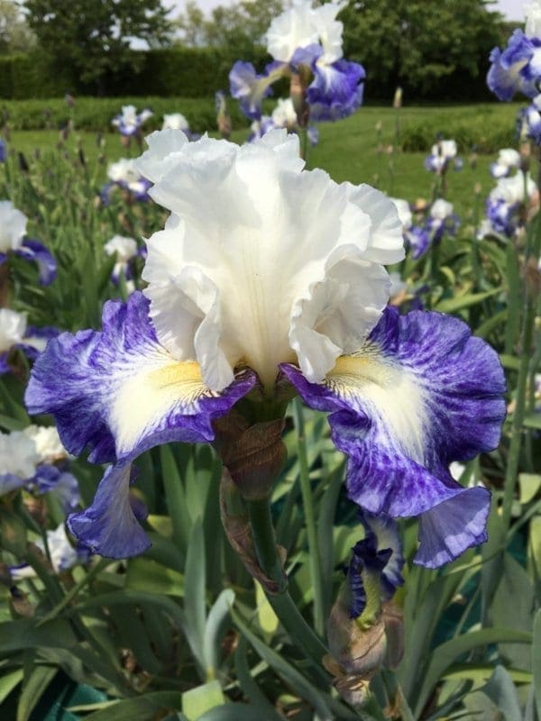 392_miles_ahead_jardin_jardindesiris