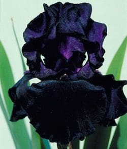 393_black_dragon_LS813_irisjardin_jardindesiris