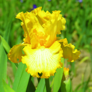 394_that's_all_folks_irisjardin_jardindesiris