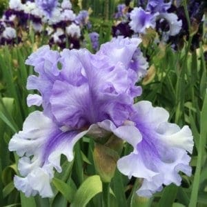 397_raging_tide_irisjardin_jardindesiris