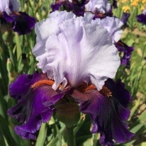 399_dramatic_style_irisjardin_jardindesiris