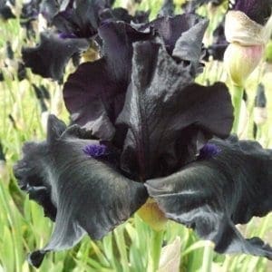 400_anvil_of_darkness_irisjardin_jardindesiris