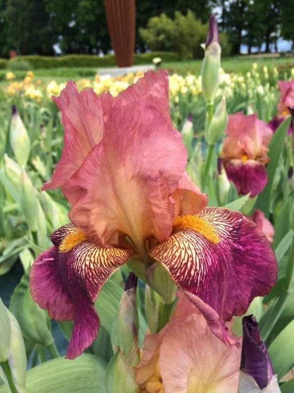 b04_daria_louise_bordure_jardindesiris