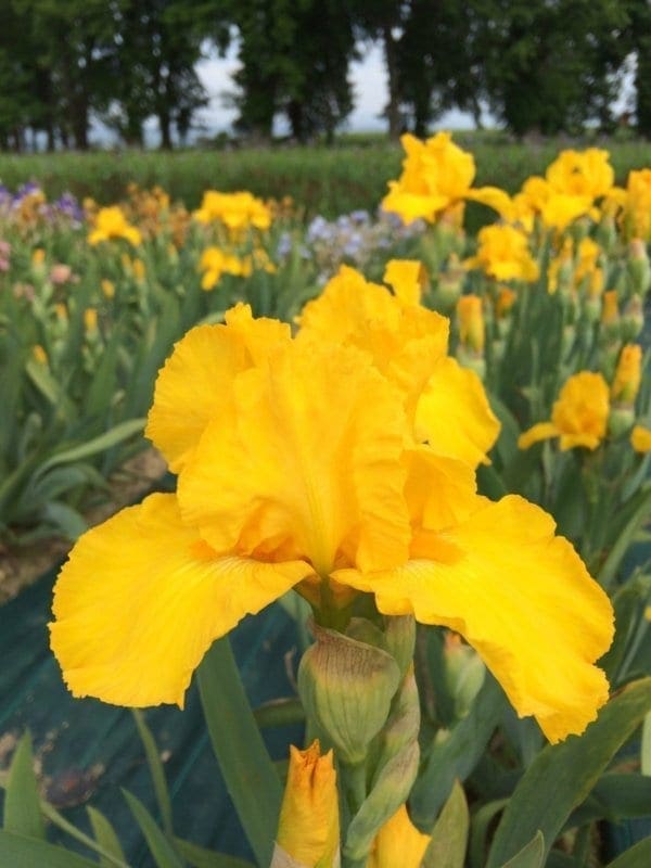 b15_mostest_bordure_jardindesiris