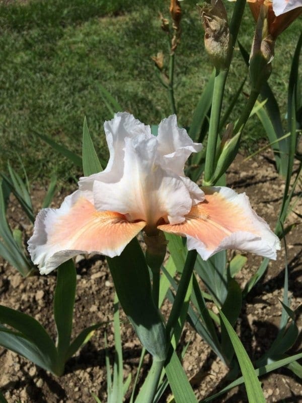 b17_sonja's_selah_bordure_jardindesiris