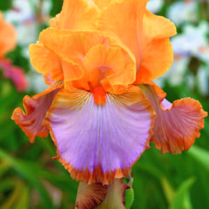 el16_grand_canyon_sunset_edition_limitee_jardindesiris