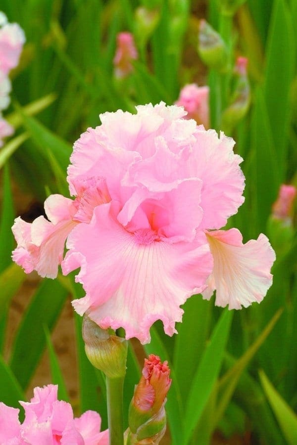 el25_june_krausse_edition_limitee_jardindesiris