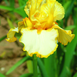 el8_sunrise_elegy LS 4133_edition_limitee_jardindesiris