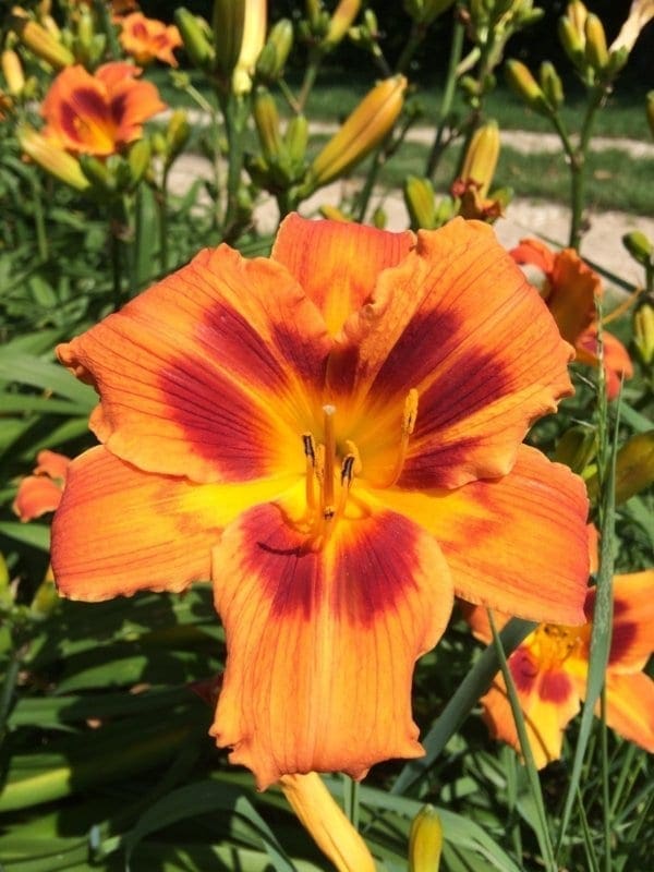 h05_bandit_man_lys_hemerocalle_jardindesiris