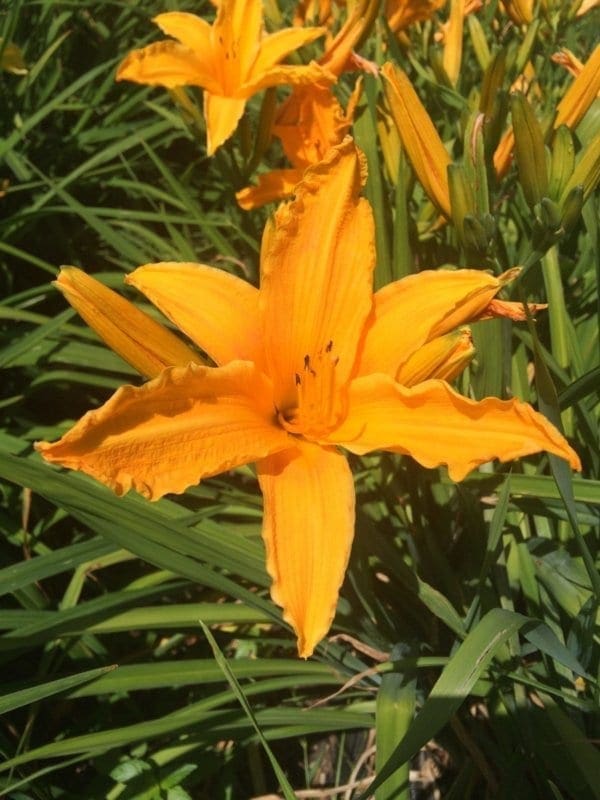 h09_burning_daylight_lys_hemerocalle_jardindesiris