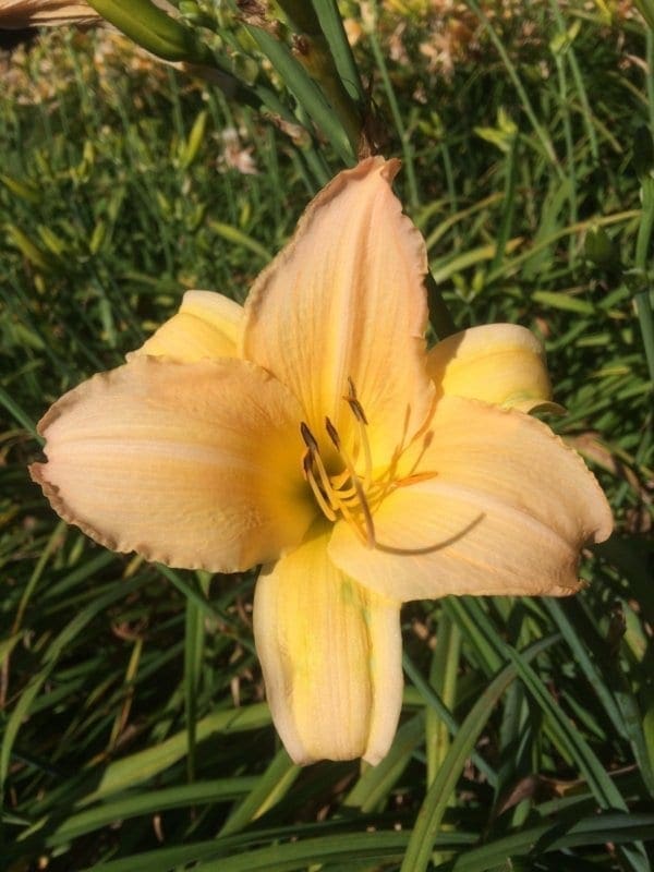 h102_peach_pinwheel_lys_hemerocalle_jardindesiris