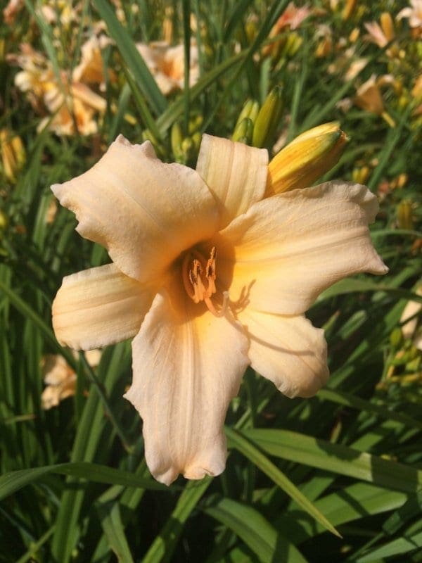 h103_lula_mae_purnell_lys_hemerocalle_jardindesiris