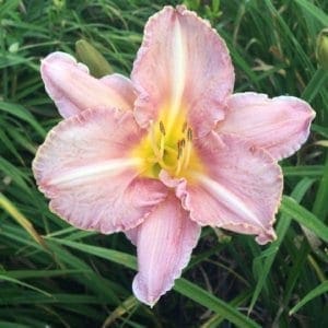 h126_valseuse_lys_hemerocalle_jardindesiris
