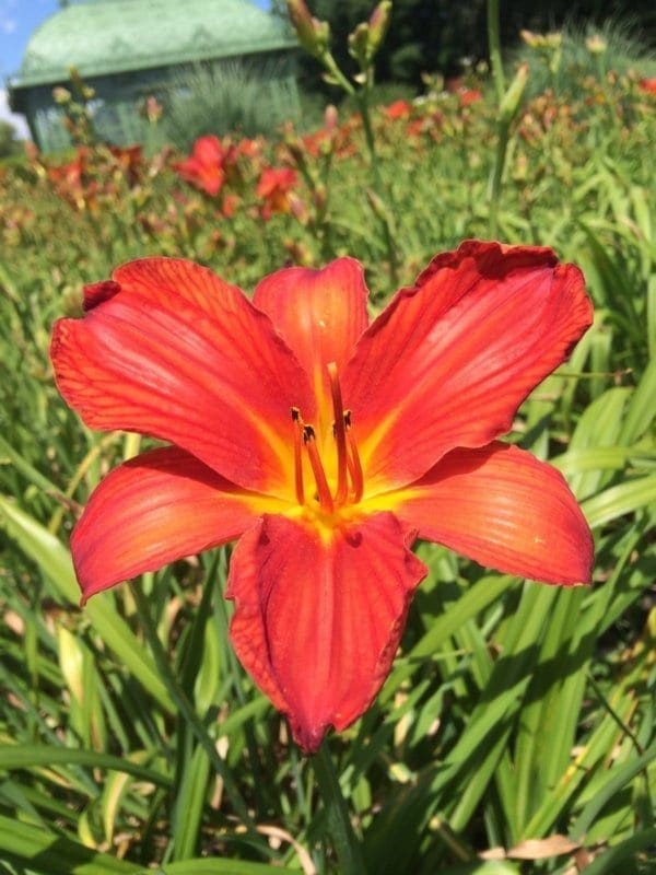 h131_late_flame_lys_hemerocalle_jardindesiris