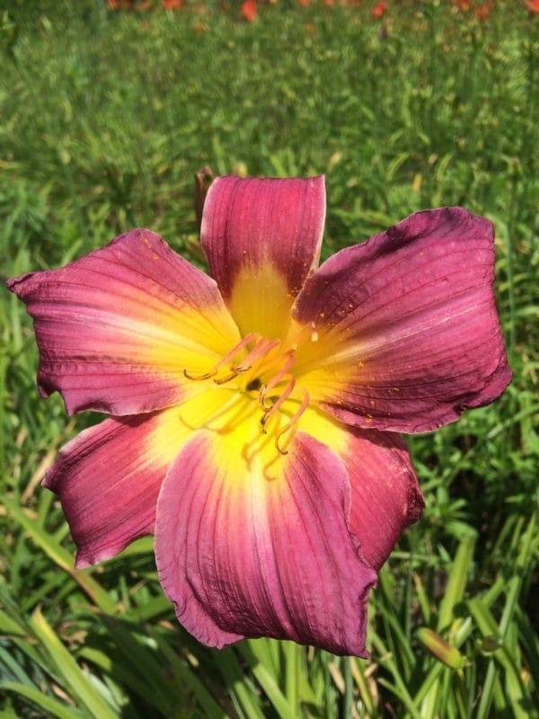 h132_late_plume_lys_hemerocalle_jardindesiris