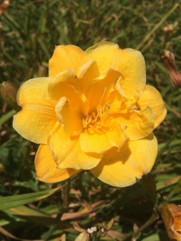 h142_little_carnation_lys_hemerocalle_jardindesiris