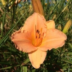 h143_peach_fairy_lys_hemerocalle_jardindesiris