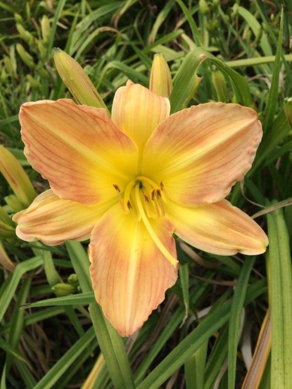 h147_bud_producer_lys_hemerocalle_jardindesiris