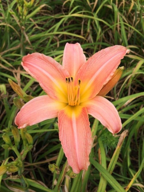 h149_autumn_whisper_lys_hemerocalle_jardindesiris