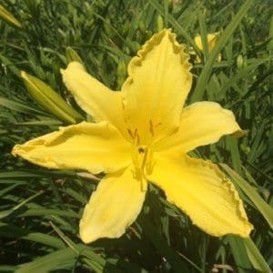 h151_beautiful_walley_lys_hemerocalle_jardindesiris