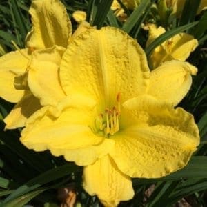 h17_cortez_cove_lys_hemerocalle_jardindesiris