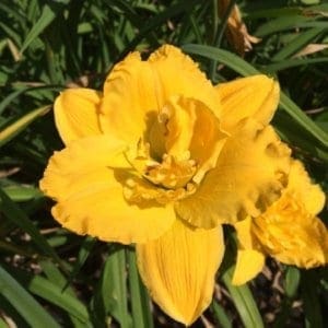h181_jaune_bas_lys_hemerocalle_jardindesiris