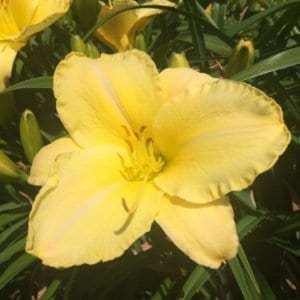 h21_dorothe_louise_lys_hemerocalle_jardindesiris