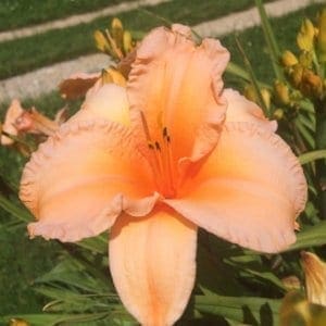 h27_flames_of_fortune_lys_hemerocalle_jardindesiris