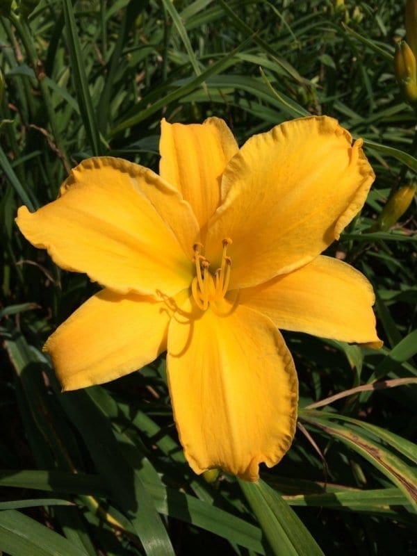 h32_gold_helmet_lys_hemerocalle_jardindesiris