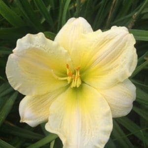 h36_hope_diamond_lys_hemerocalle_jardindesiris