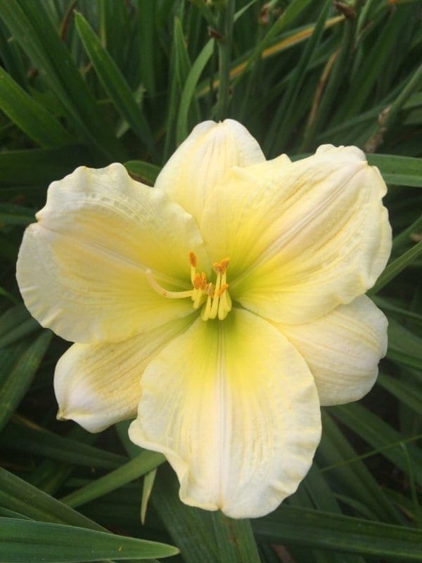 h36_hope_diamond_lys_hemerocalle_jardindesiris