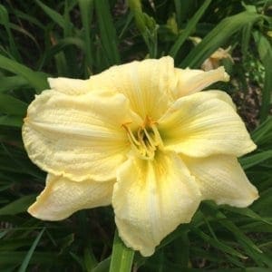 h43_meriam_white_lys_hemerocalle_jardindesiris