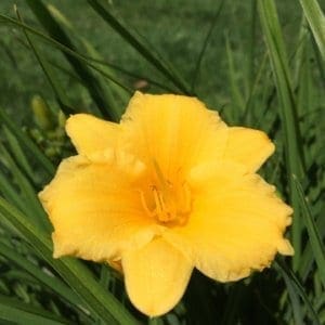 h66_stella_de_oro_lys_hemerocalle_jardindesiris