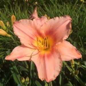 h67_strawberry_swirl_lys_hemerocalle_jardindesiris