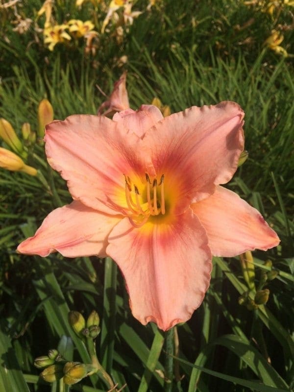 h67_strawberry_swirl_lys_hemerocalle_jardindesiris