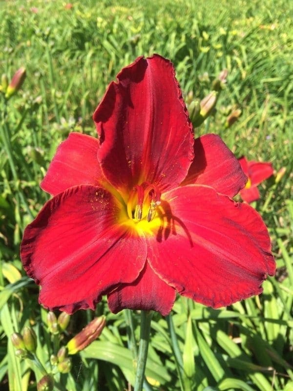 h69_wohann_lys_hemerocalle_jardindesiris