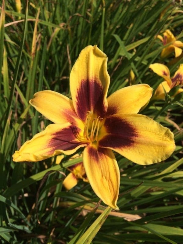 h71_wideyed_lys_hemerocalle_jardindesiris