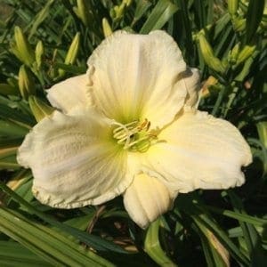 h72_white_temptation_lys_hemerocalle_jardindesiris
