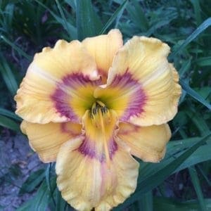 h77_faces_aclow_lys_hemerocalle_jardindesiris