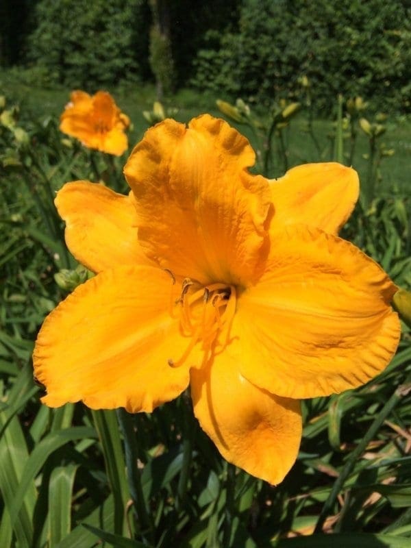 h82_spellbinder_lys_hemerocalle_jardindesiris