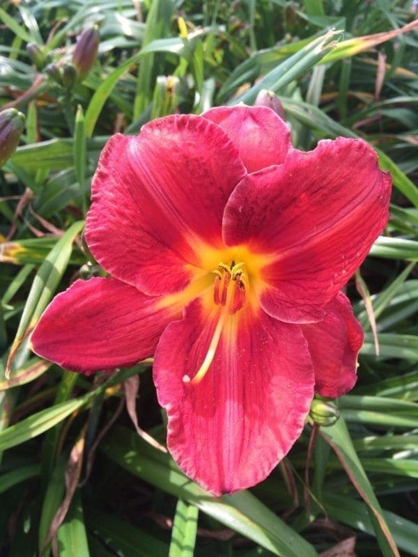 h86_james_marsh_lys_hemerocalle_jardindesiris