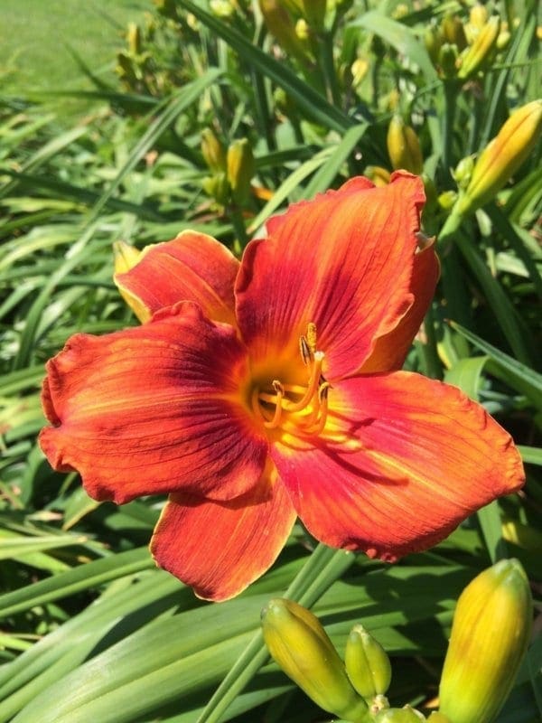 h89_holiday_delight_lys_hemerocalle_jardindesiris