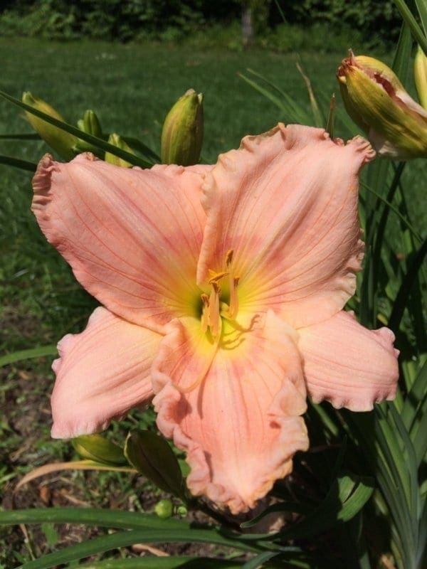 h90_sophisticated_miss_lys_hemerocalle_jardindesiris