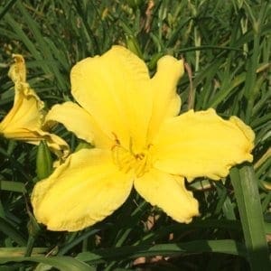 h94_hudson_valley_lys_hemerocalle_jardindesiris
