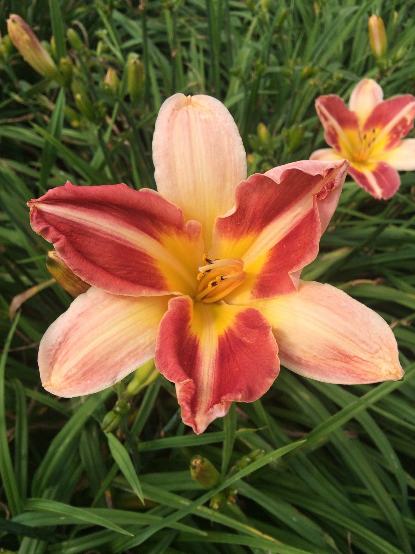 h99_flying_colors_lys_hemerocalle_jardindesiris